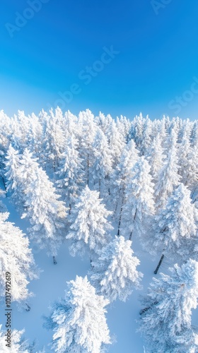 A serene aerial view of snow-covered pine trees under a clear blue sky, creating a picturesque winter landscape.