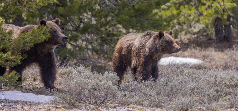 Grizzly Bear Sow and Cub in Grand Teton National Park Wyoming in Springtime Grizzly Bear Sow and Cub in Grand Teton National Park Wyoming in Springtime