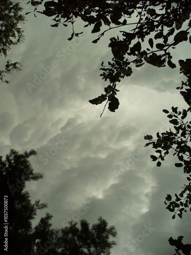 Grey stormy sky with rainy clouds and dark branches trees - natural composition. Topics: storm, threatening sky, weather, meteorology, atmosphere, air space, season, summer
