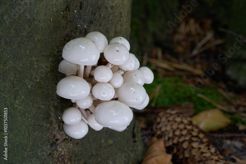 Oudemansiella mucida mushroom on the beech tree. Known as porcelain mushroom. Group of white mushrooms in beech forest.