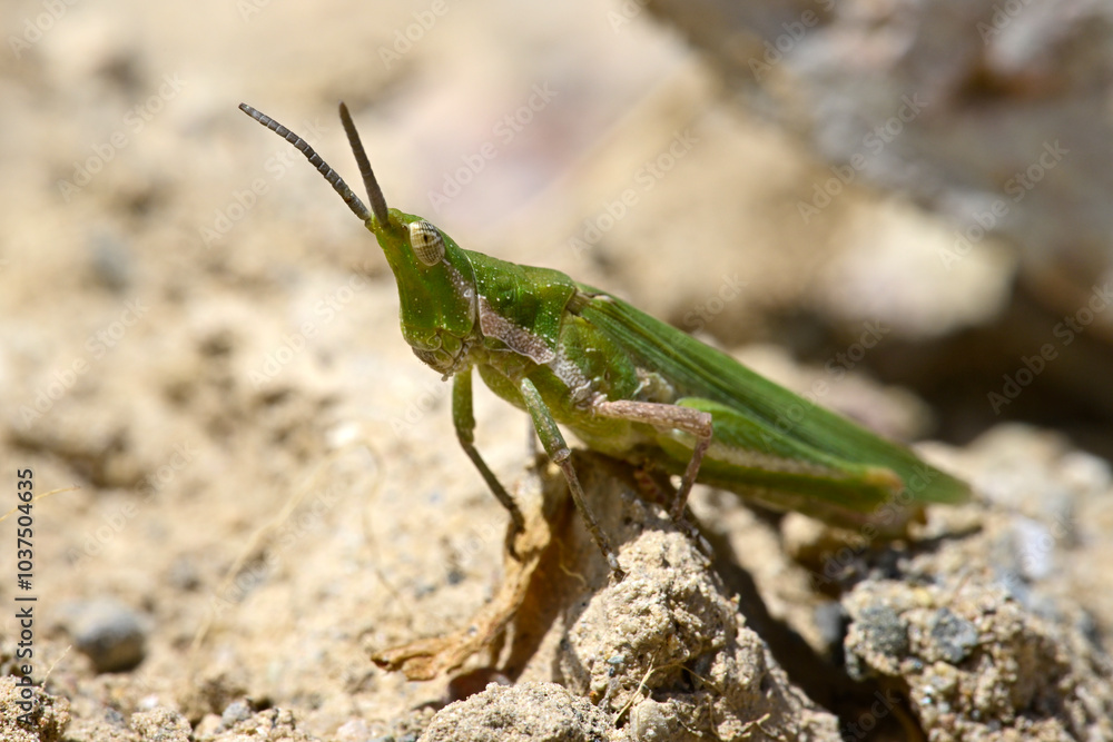 Gemeine Kegelkopfschrecke - Weibchen // Gaudy grasshopper (Pyrgomorpha conica) - Insel Milos, Kykladen, Griechenland Gemeine Kegelkopfschrecke - Weibchen // Gaudy grasshopper (Pyrgomorpha conica) - Insel Milos, Kykladen, Griechenland