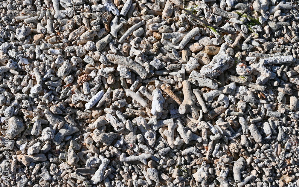 Natural coral pieces on Mauritius Indian ocean shore. Natural coral pieces on Mauritius Indian ocean shore.