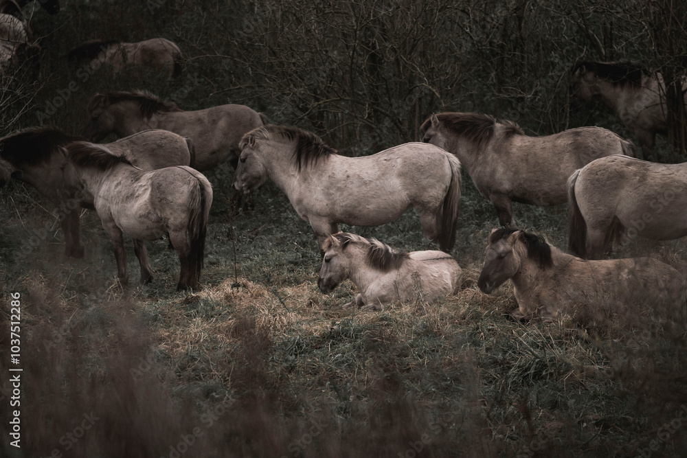 Konik horse breed living in herd pony Netherlands Konik horse breed living in herd pony Netherlands