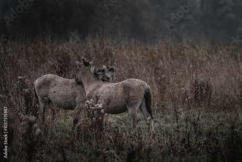 Canvas Print Konik horse breed living in herd pony Netherlands