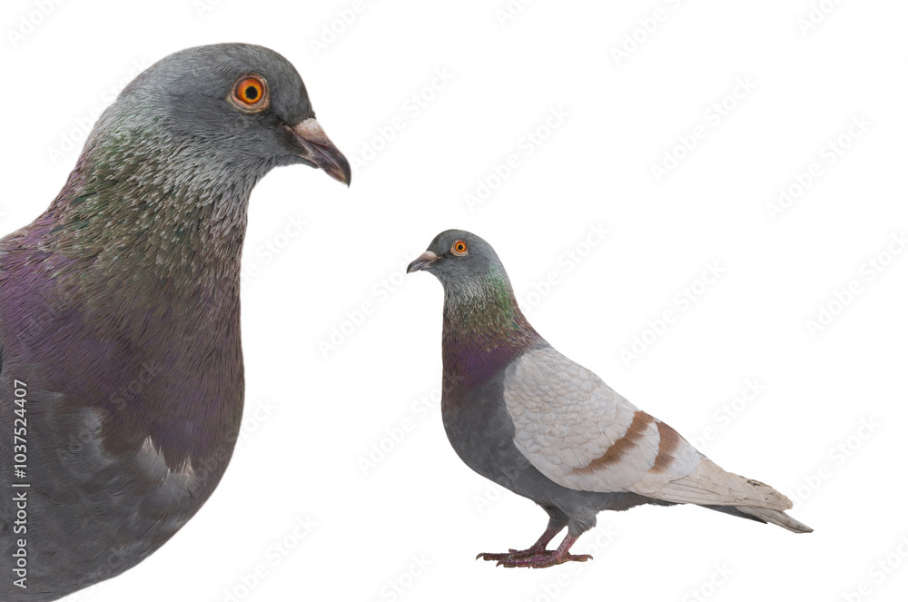 two gray dove isolated on white background two gray dove isolated on white background