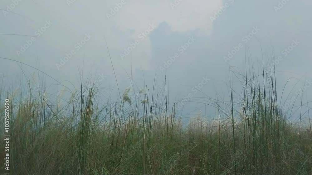 mist on the lake