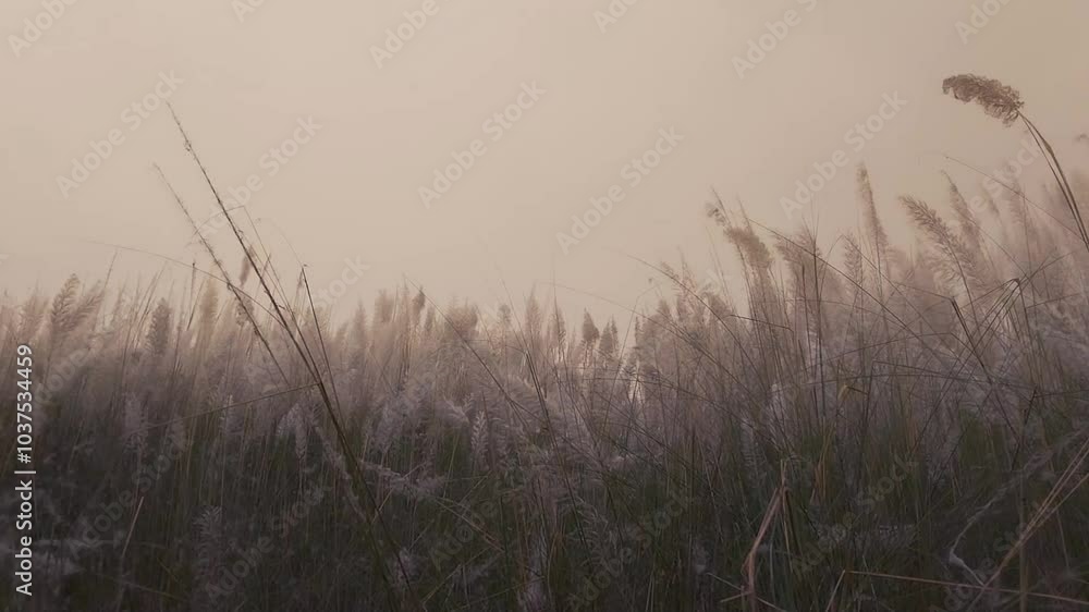 grass in the morning grass in the morning