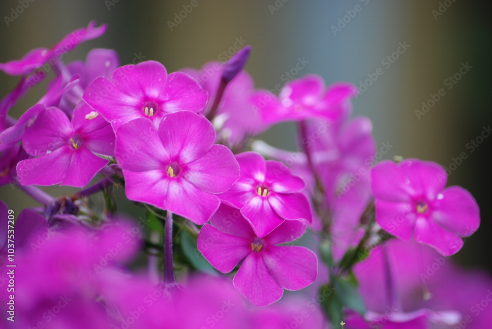 Pink phlox in the garden. Small pink flowers have grown and blossomed on a long green stem. They have five trapezoid petals. The petals are slightly white closer to the center and yellow pistils. Pink phlox in the garden. Small pink flowers have grown and blossomed on a long green stem. They have five trapezoid petals. The petals are slightly white closer to the center and yellow pistils.