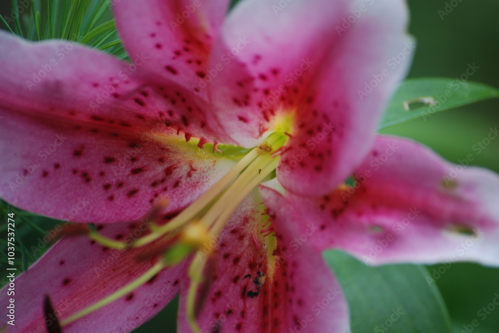 White pink lily. A large flower shaped like a bell grows among green leaves. It has long wide petals that are white at the edges and pink in the center. Long pale yellow pistils. White pink lily. A large flower shaped like a bell grows among green leaves. It has long wide petals that are white at the edges and pink in the center. Long pale yellow pistils.