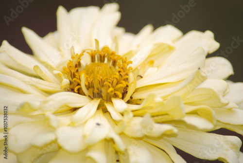 Yellow zinnia. The flower belongs to the genus of annual and perennial herbs and subshrubs of the Asteraceae family. The plant has a medium-sized inflorescence with yellow petals and an orange core.