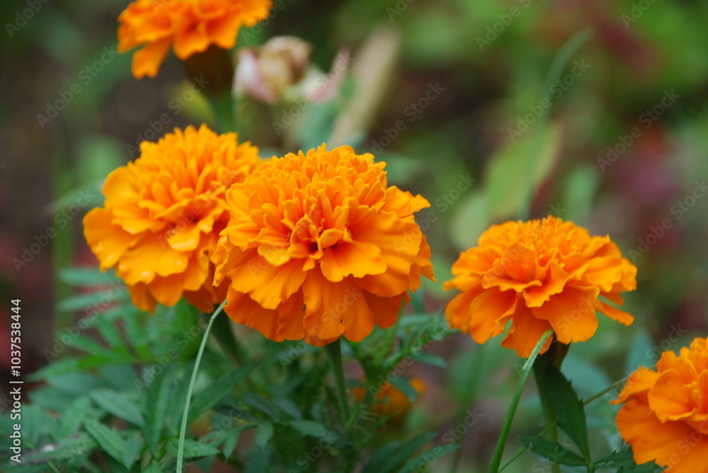 Marigolds deflected, or French. Annual flowers with strong green stems that branch densely from the base. Orange inflorescences in the form of a basket with wide petals, located at the ends of shoots. Marigolds deflected, or French. Annual flowers with strong green stems that branch densely from the base. Orange inflorescences in the form of a basket with wide petals, located at the ends of shoots.