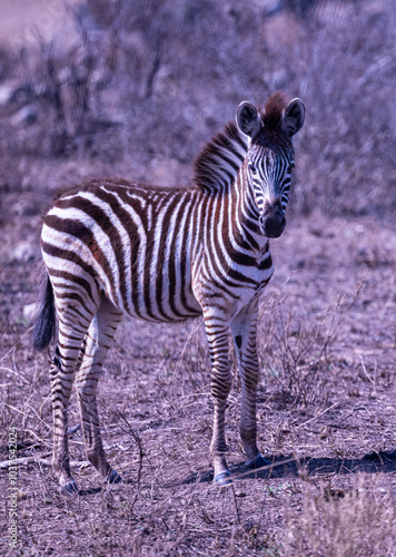 Young Zebra in the Wild