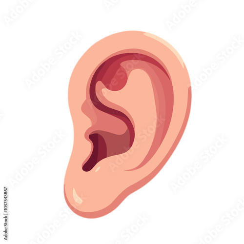 Anatomical illustration of human ear in vector style