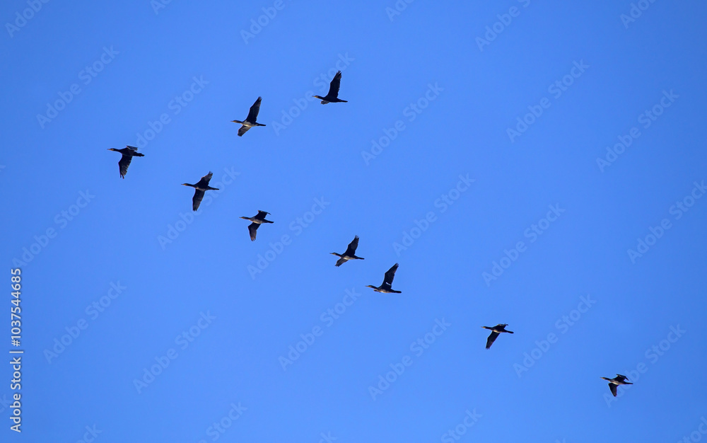 Flock of the cormorants flying on the blue sky. Great cormorant (Phalacrocorax carbo). Flock of the cormorants flying on the blue sky. Great cormorant (Phalacrocorax carbo).
