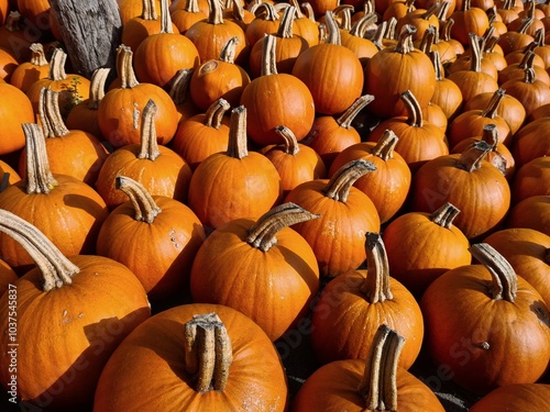 ocean of hundrets orange fresh harvested pumpkins presented in sunny autumn weather