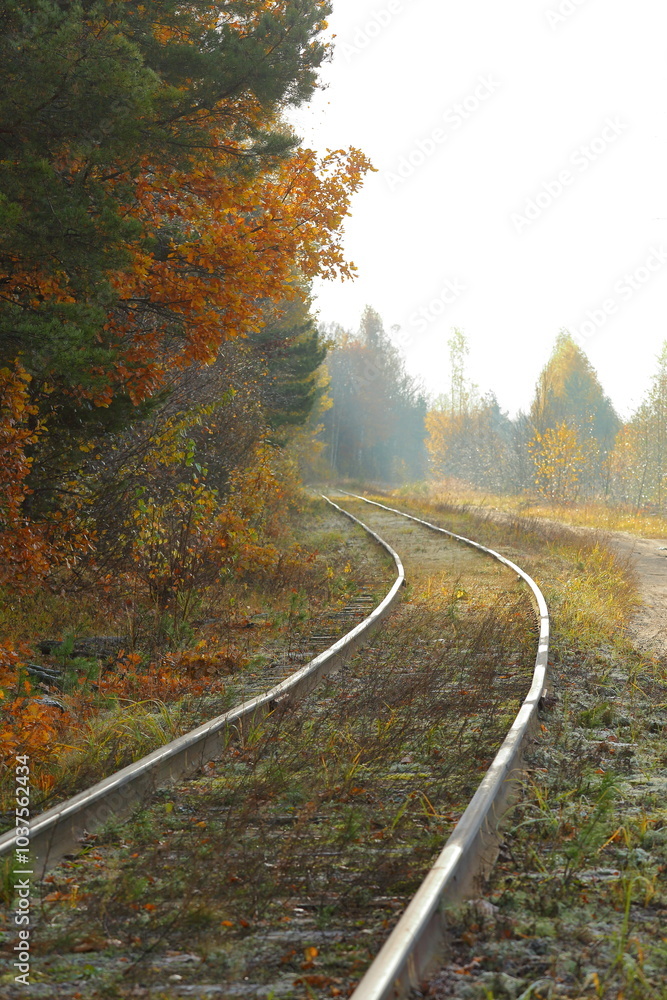 Fototapeta premium road in autumn forest