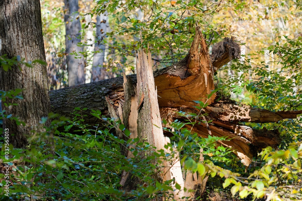 Broken tree after strong wind in the forest Broken tree after strong wind in the forest