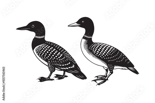 Loon silhouette  vector illustration, Loon silhouette, Loon silhouette  PNG