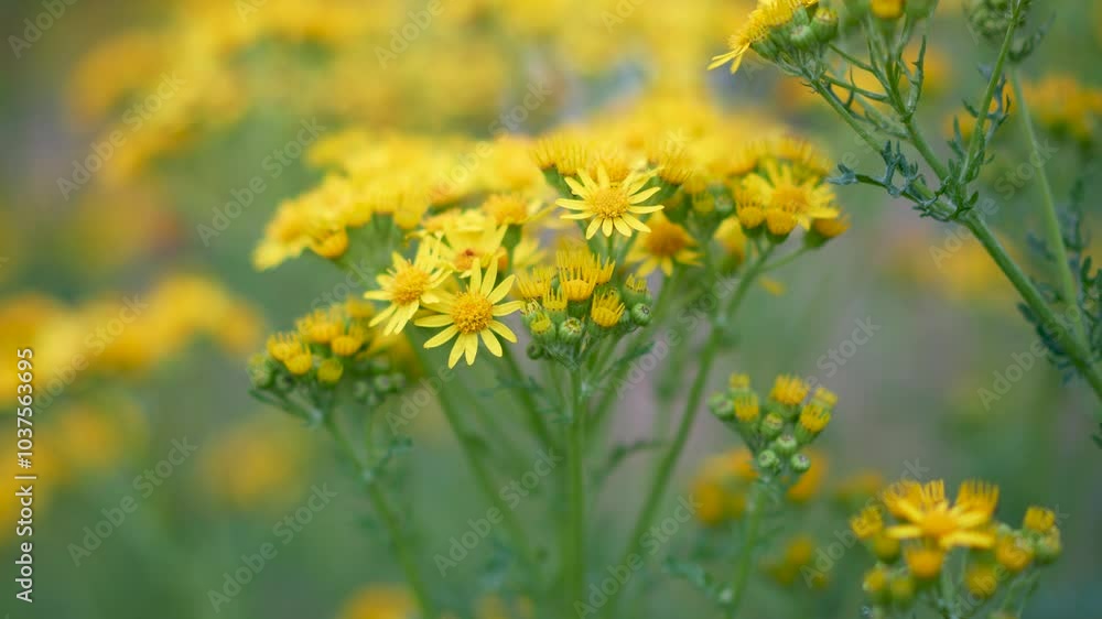 Yellow flowers in summer with a bee landing on it Yellow flowers in summer with a bee landing on it