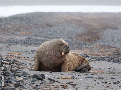 Walrus, Phippsøya, Sjuøyane archipelago, Svalbard photo