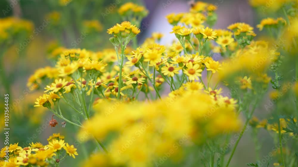 Yellow flowers in summer with a bee landing on it Yellow flowers in summer with a bee landing on it