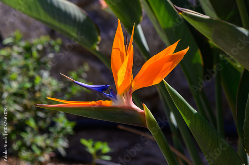 Vibrant bird of paradise flower blooming in a sunny garden, showcasing its striking orange and blue colors amidst lush green foliage