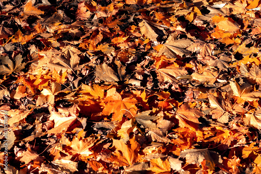 Maple leaf Maple leaf