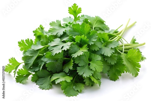 Coriander