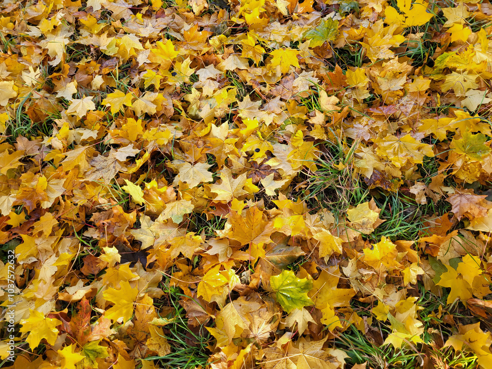 There is a carpet of autumn maple leaves in the park. There is a carpet of autumn maple leaves in the park.