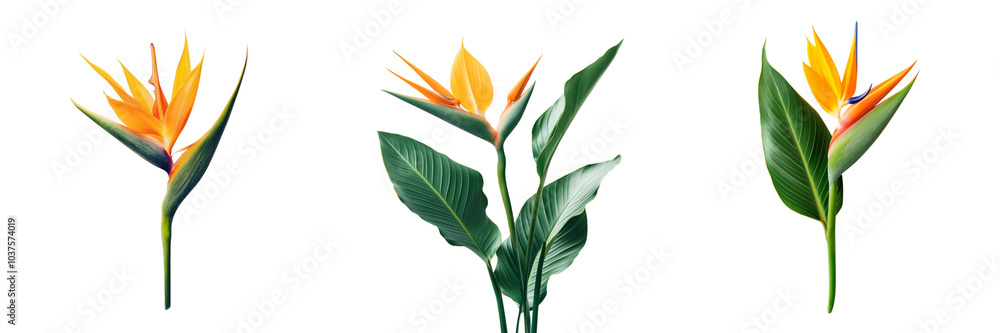 collection Set of A Strelitzia retinae flower isolated, on a transparent background cutout, PNG file collection Set of A Strelitzia retinae flower isolated, on a transparent background cutout, PNG file