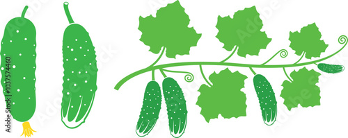 Cucumber logo. Isolated cucumber on white background