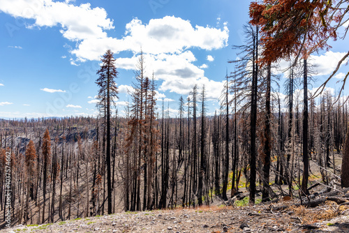 Charred trees stand starkly against a bright blue sky, remnants of the Lassen Volcanic National Park forest after a wildfire. Sparse greenery emerges on the forest floor.