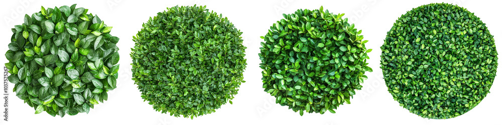 collection Set of A top view of an entire circle boxwood tree ball isolated on a transparent background cutout collection Set of A top view of an entire circle boxwood tree ball isolated on a transparent background cutout