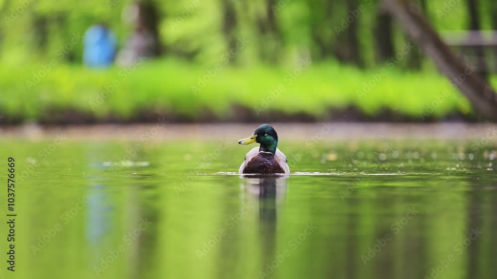 Sweet Mallard Duck swimming in the lake at spring, 4k footage Sweet Mallard Duck swimming in the lake at spring, 4k footage