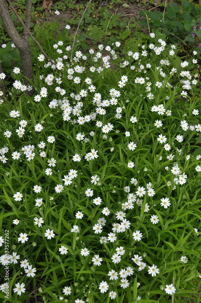 In the forest in the wild bloom Stellaria holostea In the forest in the wild bloom Stellaria holostea