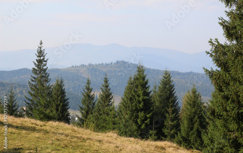 Wallpaper Mural European spruce (Picea abies) grows in the mountainous Carpathians in Ukraine Torontodigital.ca