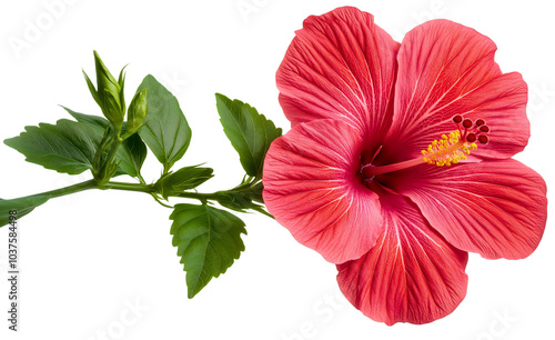 Wallpaper Mural Hibiscus flower isolated, vibrant blossom in full bloom, budding symbol of spring, plant freshness captured in red hue, nature tropical beauty, transparent background Torontodigital.ca