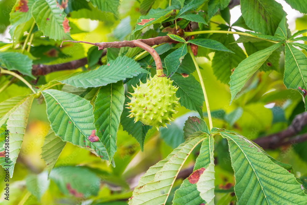 Horse chestnut fruits hanging on the tree in autumn, in leaves and branches. Aesculus hippocastanum Horse chestnut fruits hanging on the tree in autumn, in leaves and branches. Aesculus hippocastanum