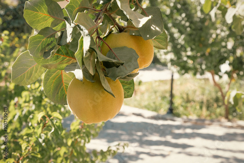 Quinces on branch in a garden photo