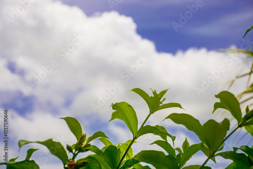 Green leaves against a blue sky with white clouds.