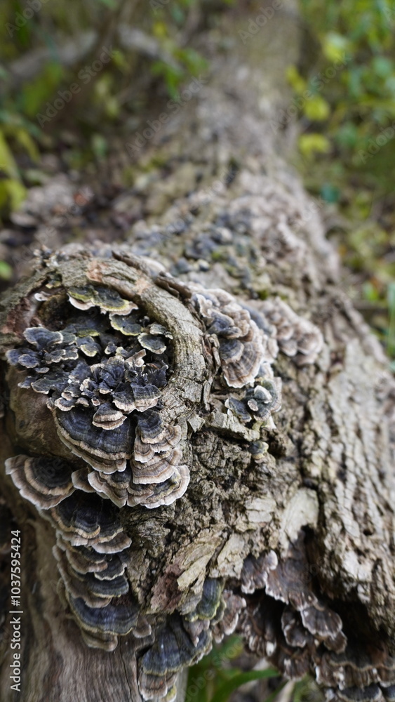 Walk in the Woods Forest Bathing Walk in the Woods Forest Bathing
