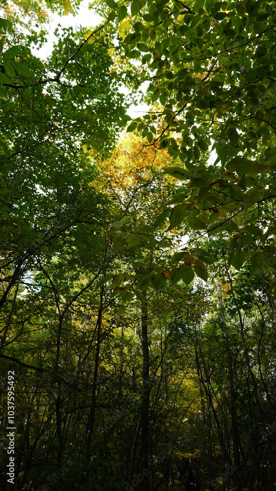 Walk in the Woods Forest Bathing Walk in the Woods Forest Bathing