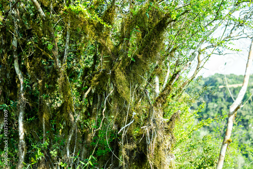 Natural wild landscape of the Atlantic Forest and Brazilian rainforest