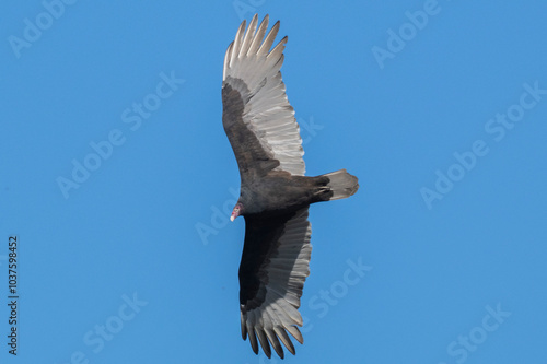 A breathtaking turkey vulture gliding elegantly and effortlessly through a beautiful clear blue sky above
