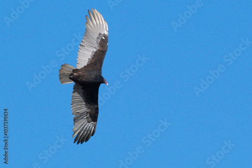 A breathtaking image captures an exquisite bird of prey soaring gracefully across the expansive blue sky above