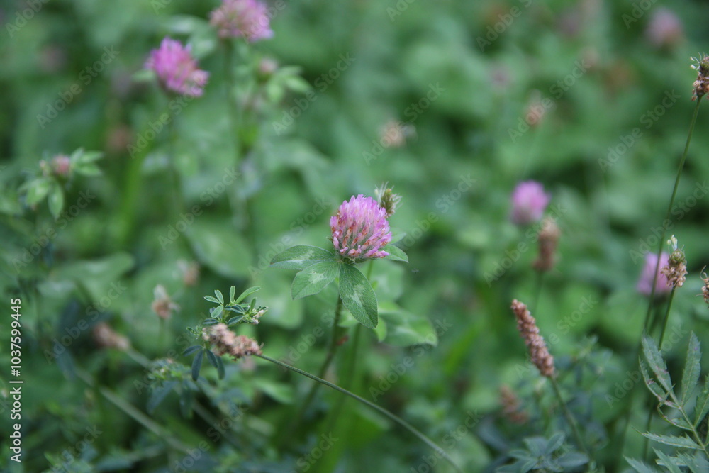 Flowers Flowers
