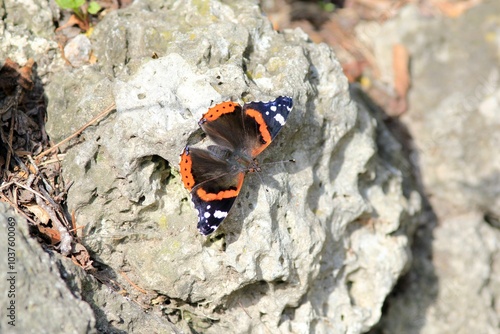 Vanessa atalanta butterfly on a dry blade of grass close-up
 photo