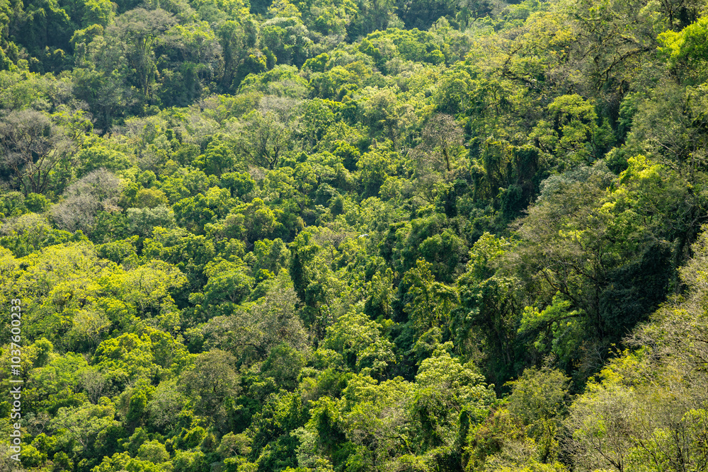 Natural wild landscape of the Atlantic Forest and Brazilian rainforest Natural wild landscape of the Atlantic Forest and Brazilian rainforest