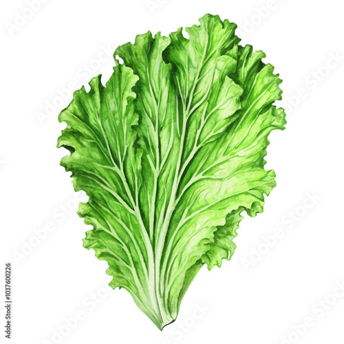 Realistic vintage watercolor leaf lettuce botanical vector illustration (15)