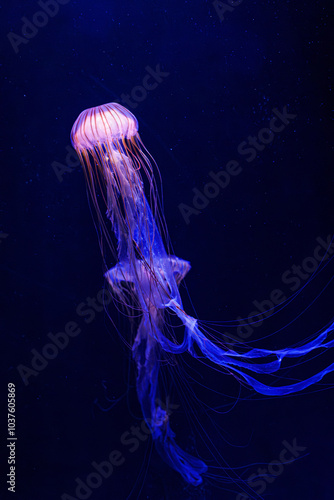 underwater photography jellyfish Chrysaora pacifica, Japanese sea nettle jellyfish photo